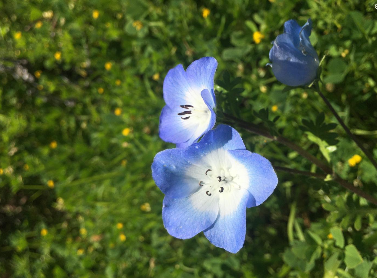 Photo of plant Baby Blue Eyes with blue and white flowers